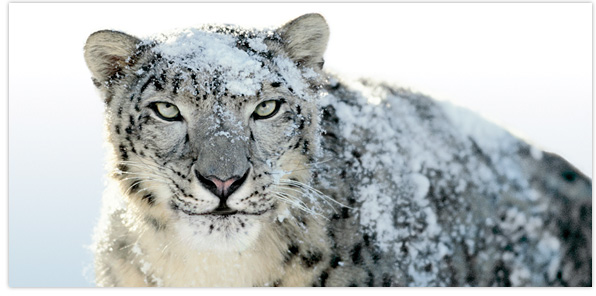 Snow Leopard