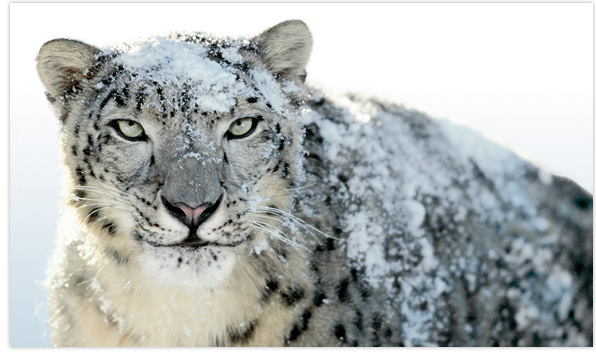 Snow Leopard